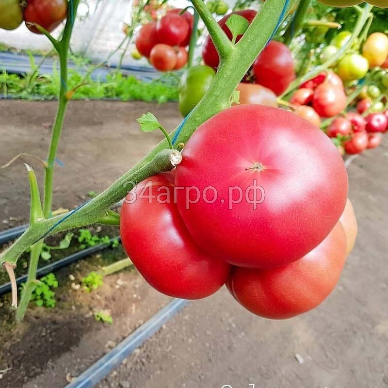 Томат Мей Шуай F1 10 семян