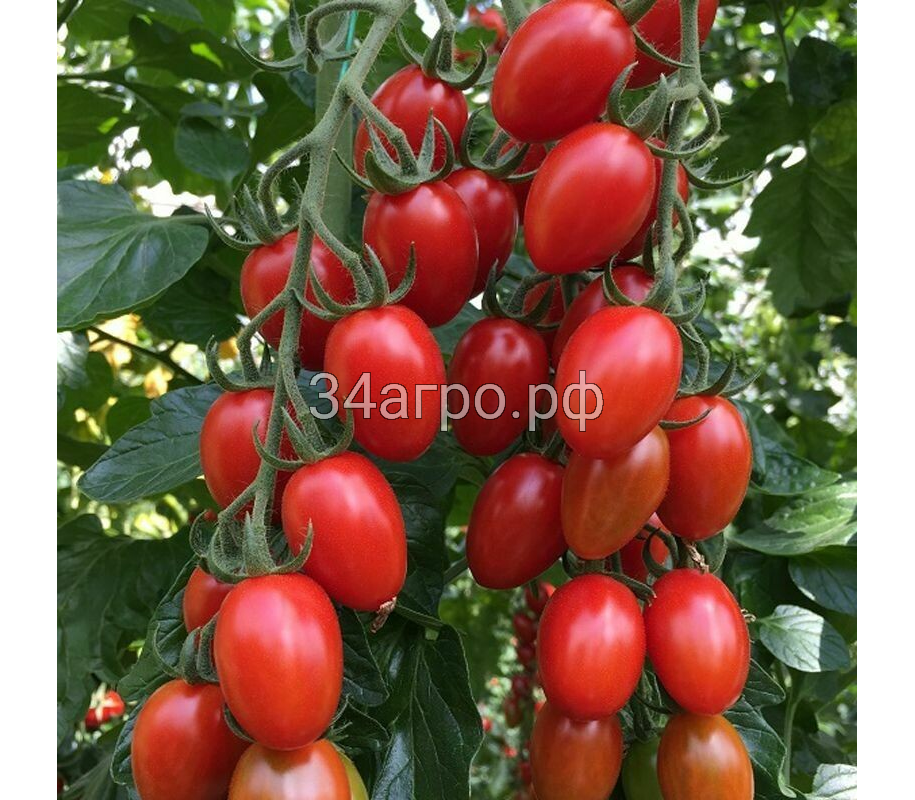 Томат Пекбол F1 10 семян