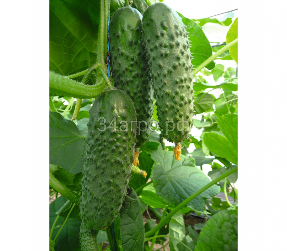 Огурец Артист F1 50 семян