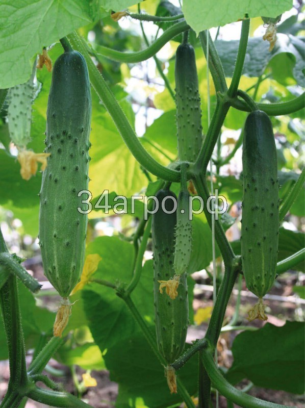 Огурец Атлет F1 100 семян