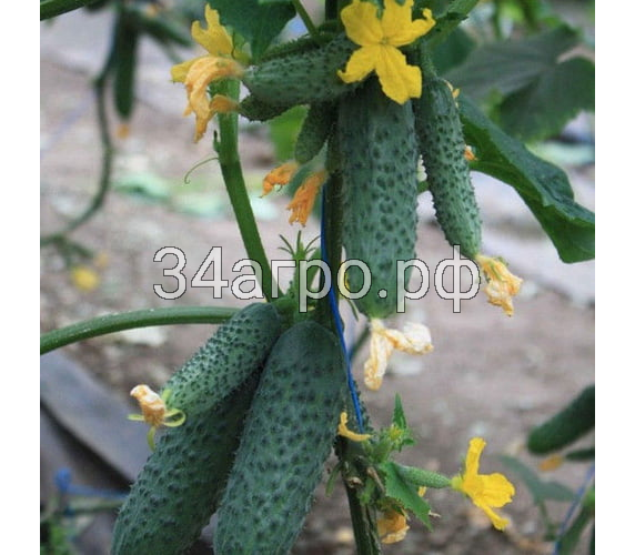 Огурец Гуннар F1 50 семян