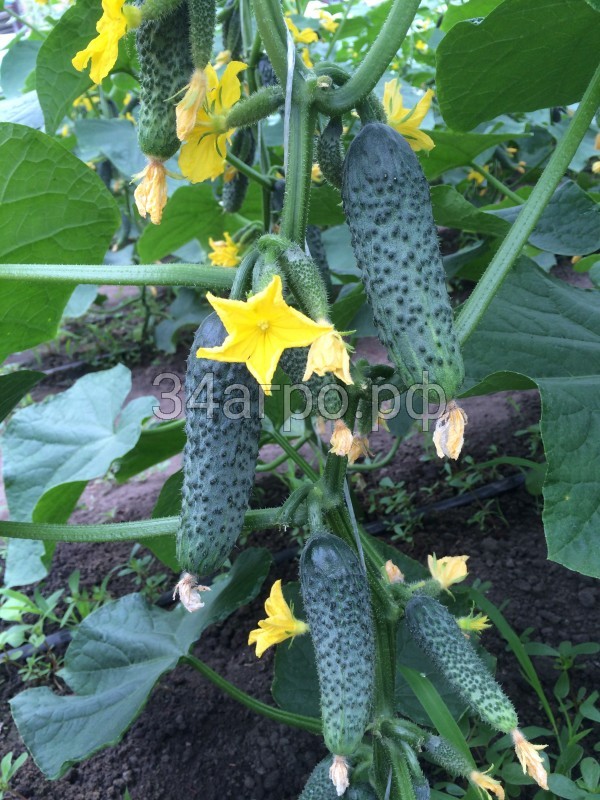 Огурец Лютояр F1 100 семян