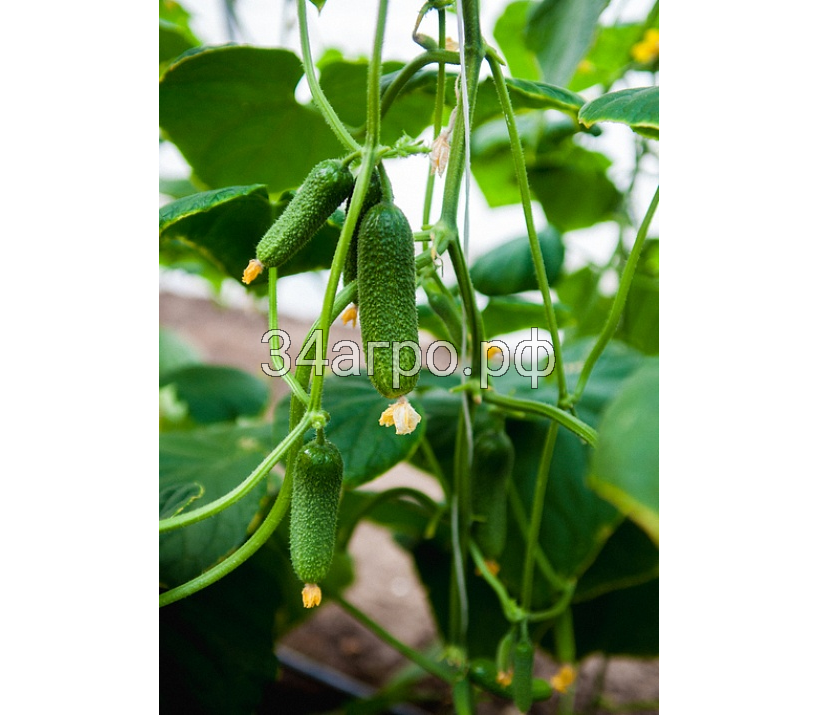 Огурец Корентин F1 100 семян