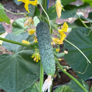 Огурец Ратник F1 100 семян