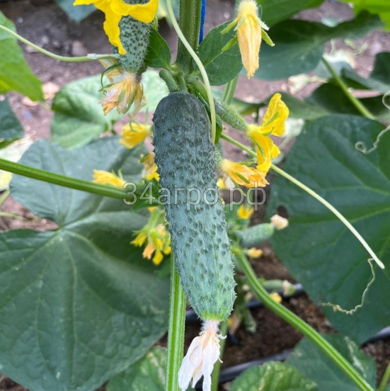 Огурец Ратник F1 50 семян