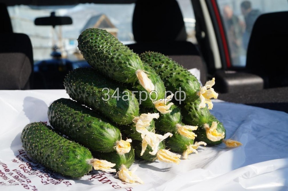 Огурец СВ 4097 ЦВ F1 50 семян