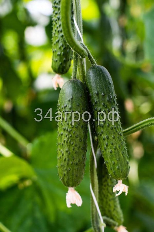 Огурец Спино F1 25 семян