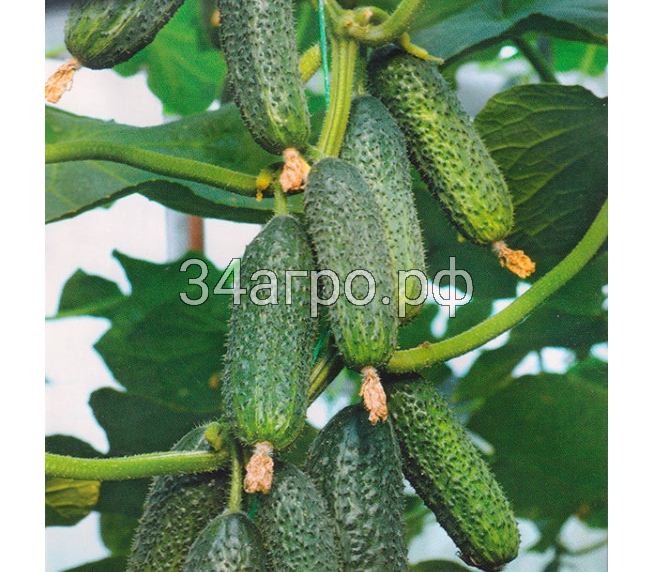 Огурец Страж F1 50 семян