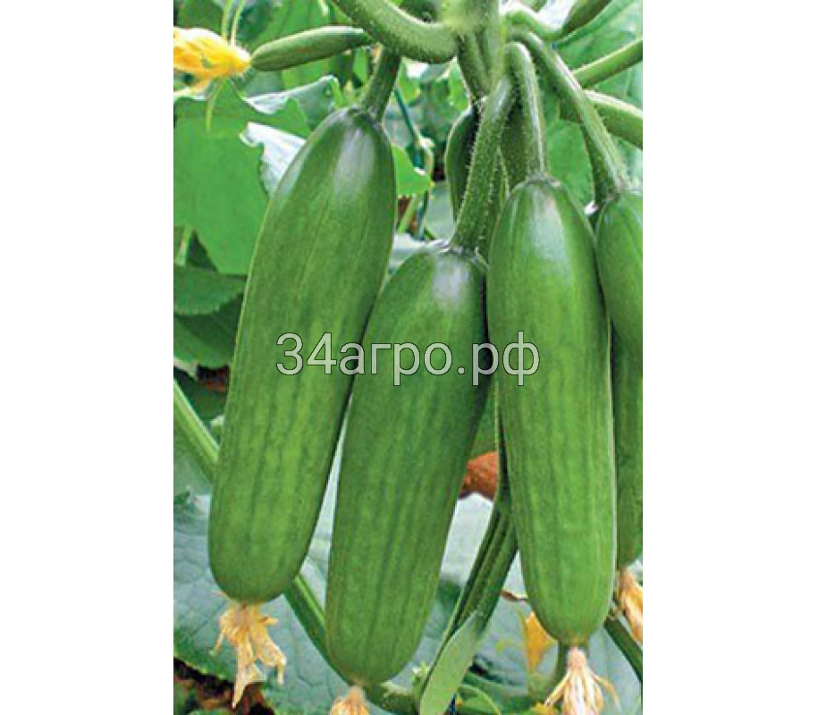 Огурец Супер Бейби F1 100 семян