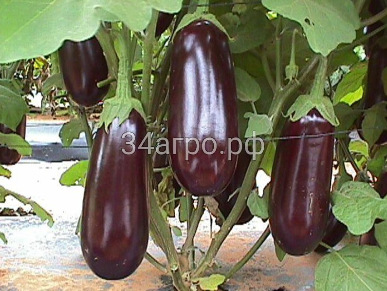 Баклажан Рома F1 100 семян