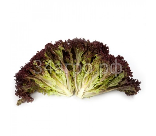 Салат Кармези 100 семян