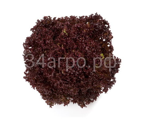 Салат Кармези 100 семян