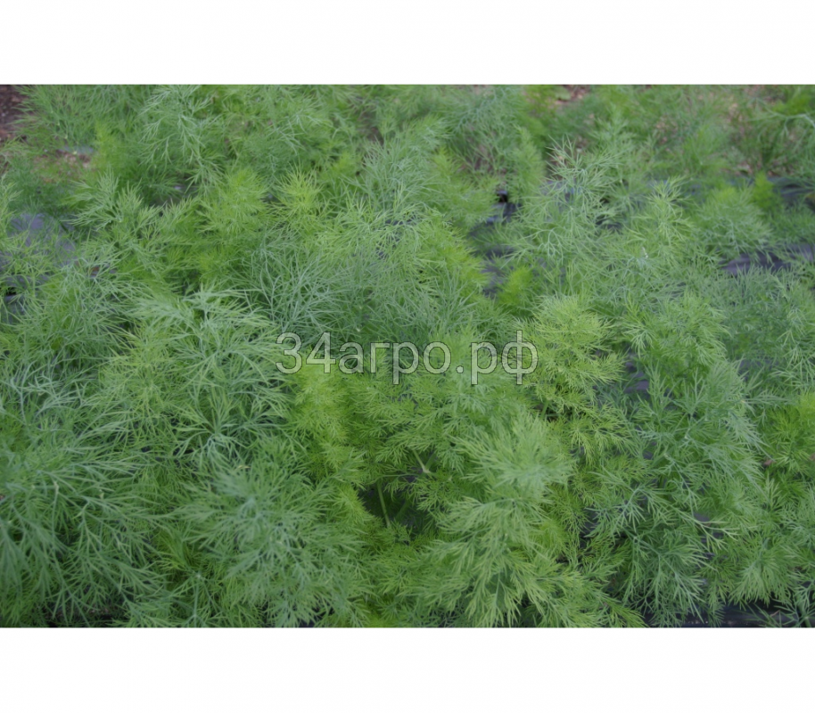 Укроп Денди 50 гр