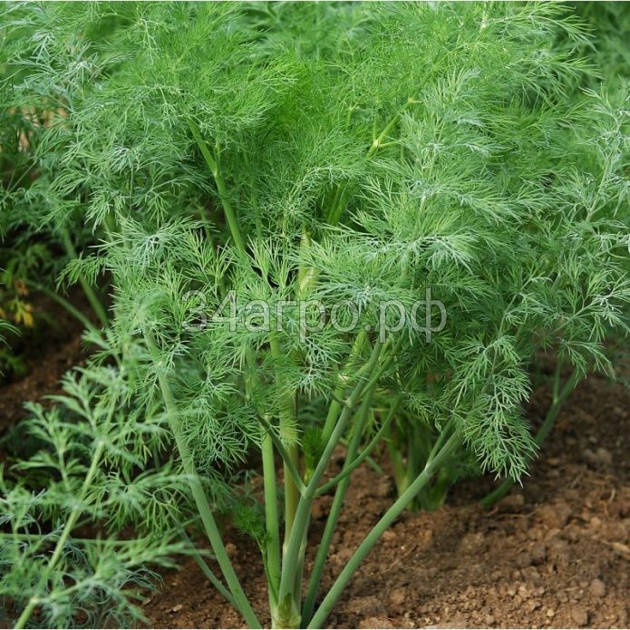 Укроп Кустовой 150 гр