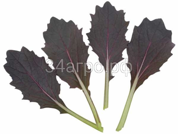 Капуста японская Мицуна красная Арун 10 гр