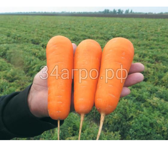 Морковь Боливар F1 10 гр