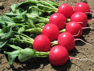 Редис Мелито F1 50 гр