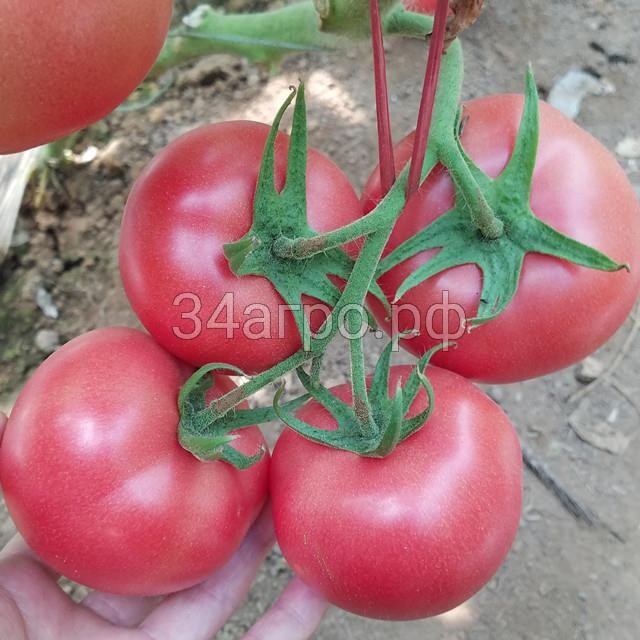 Томат Андромеда розовая 5 гр