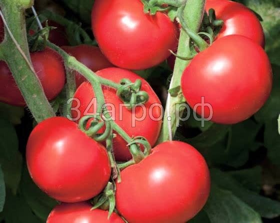 Томат Ольга F1 100 семян