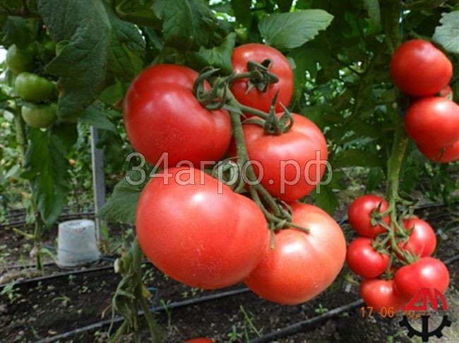 Томат Посейдон F1 5 гр