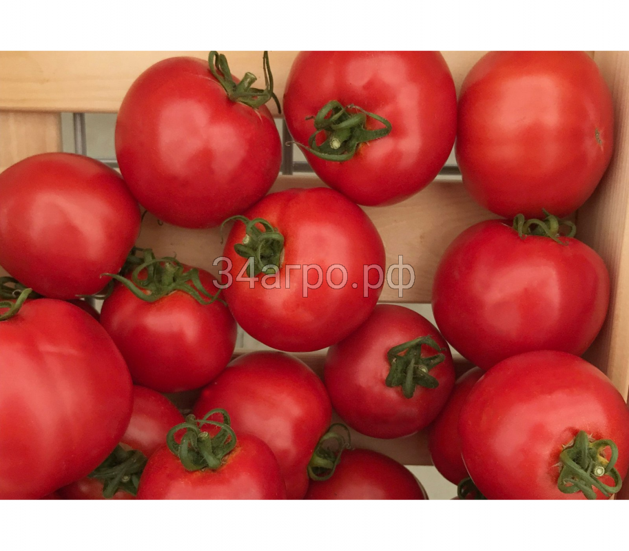 Томат Султан F1 1000 семян