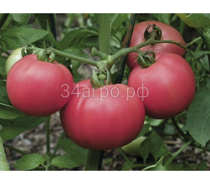 Томат Торбей F1 100 семян