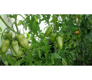 Томат Корнабель F1 25 семян