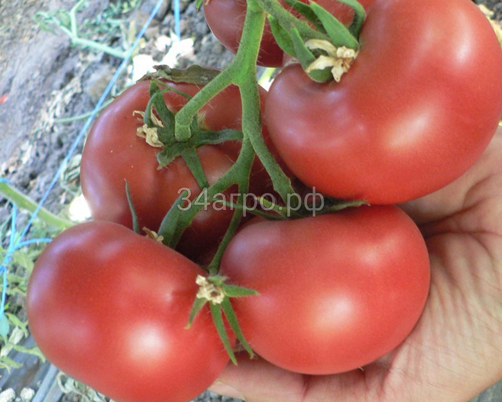 Томат Пинк Харвест F1 25 семян