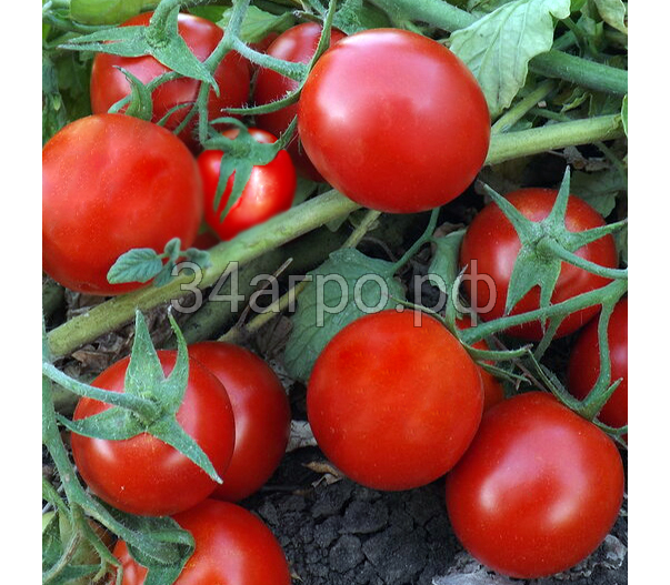 Томат Кэн F1 100 семян