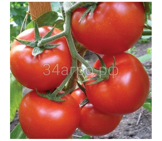 Томат Гравитет F1 500 семян