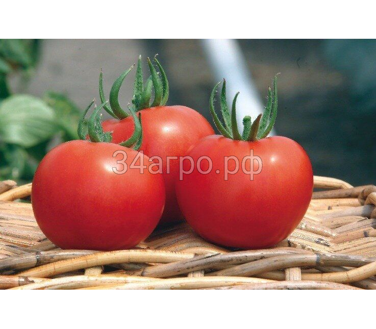 Томат Силуэт F1 500 семян