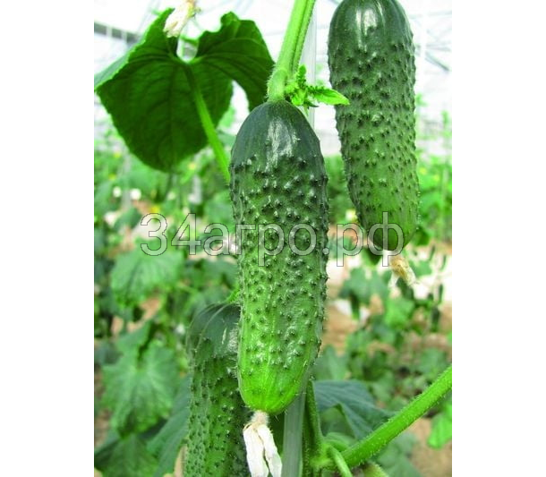 Огурец Сигурд F1 500 семян