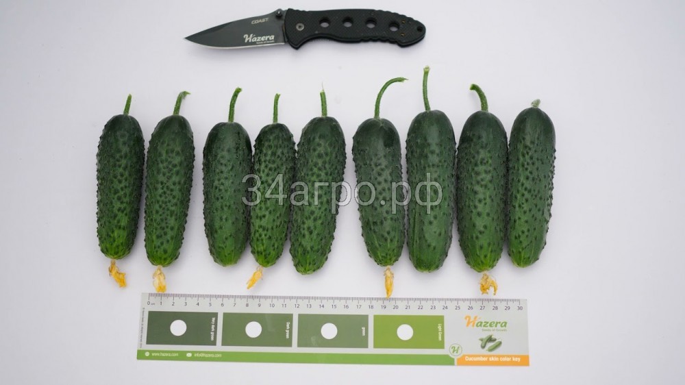 Огурец Спайк F1 1000 семян