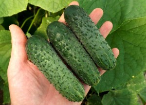 Огурец Шкипер F1 500 семян