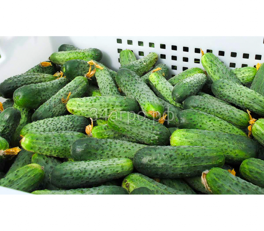 Огурец Аякс F1 1000 семян