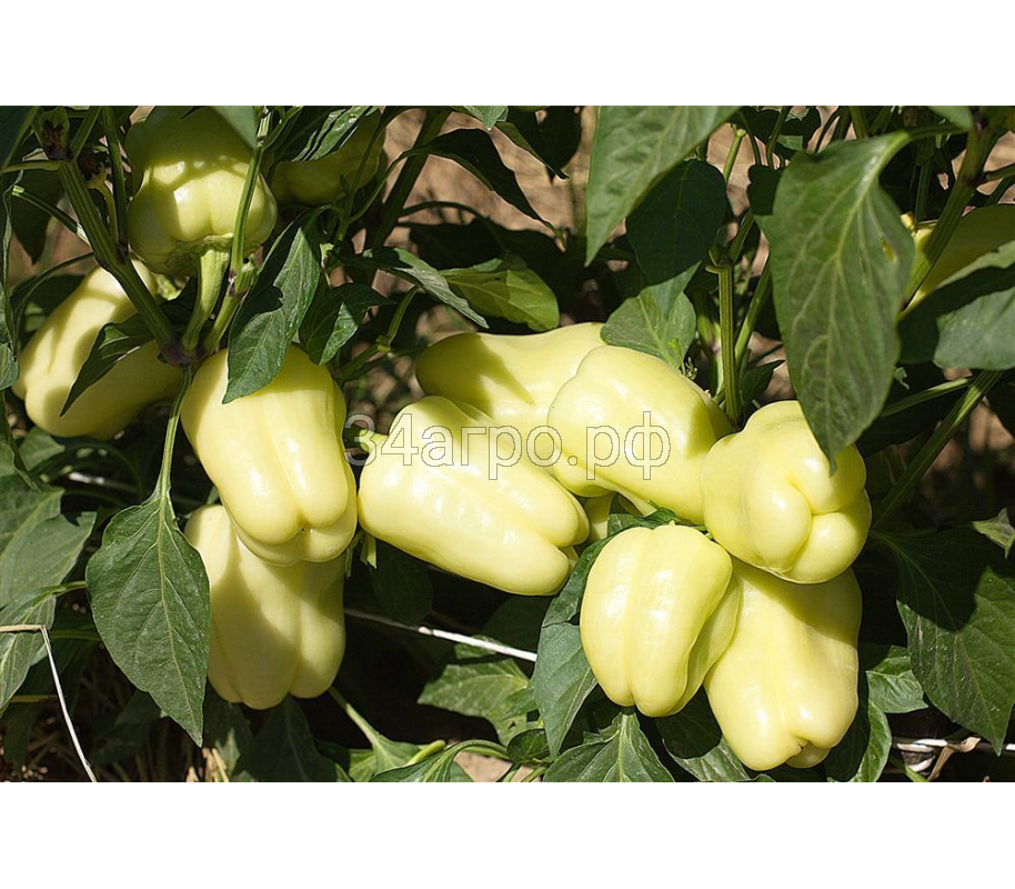 Перец сладкий Ведрана F1 500 семян