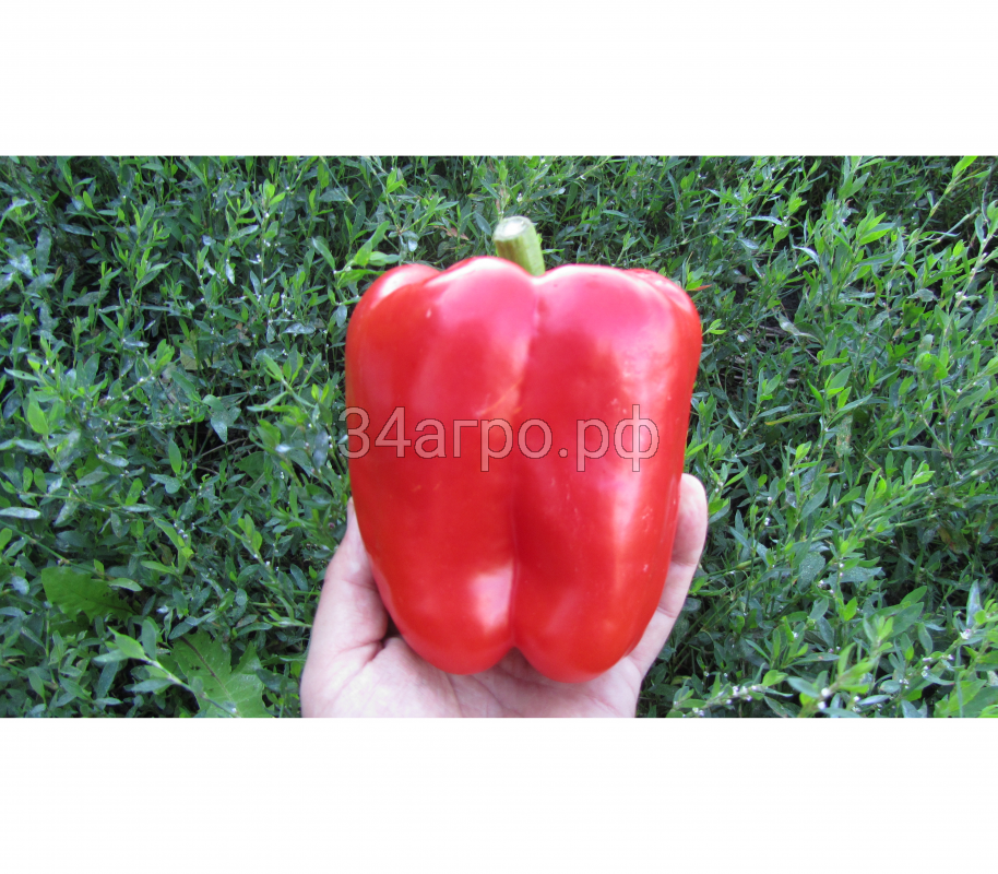 Перец сладкий Геркулес F1 5 гр