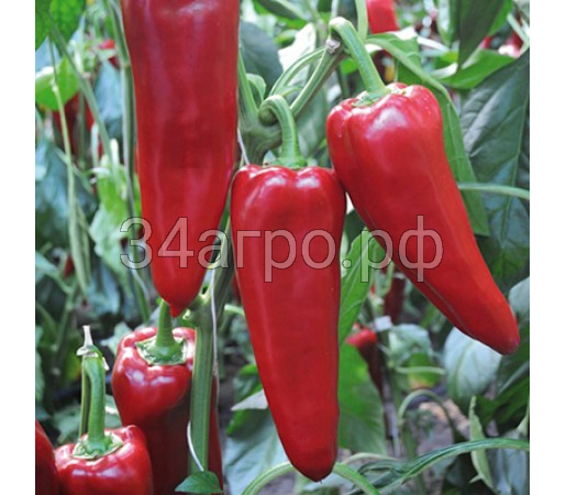 Перец сладкий Портека F1 1000 семян