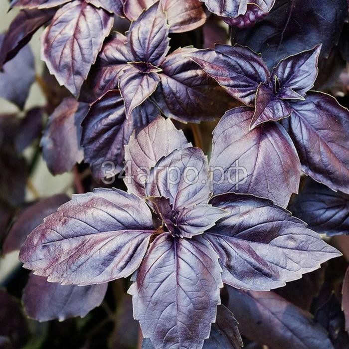 Базилик Рози 250 гр