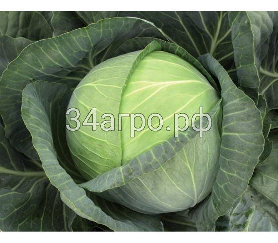 Капуста белокочанная Бригадир F1 2500 семян