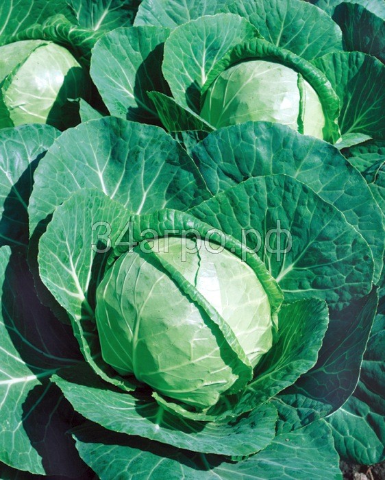 Капуста белокочанная Шармант F1 100 семян