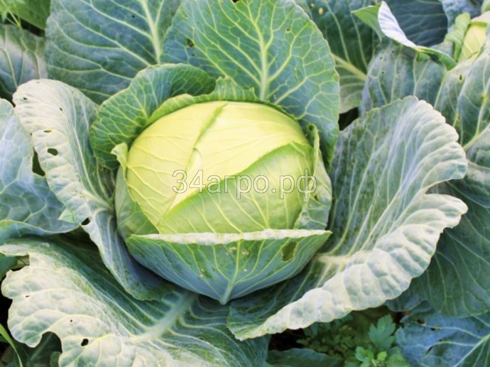 Капуста белокочанная Марло F1 100 семян