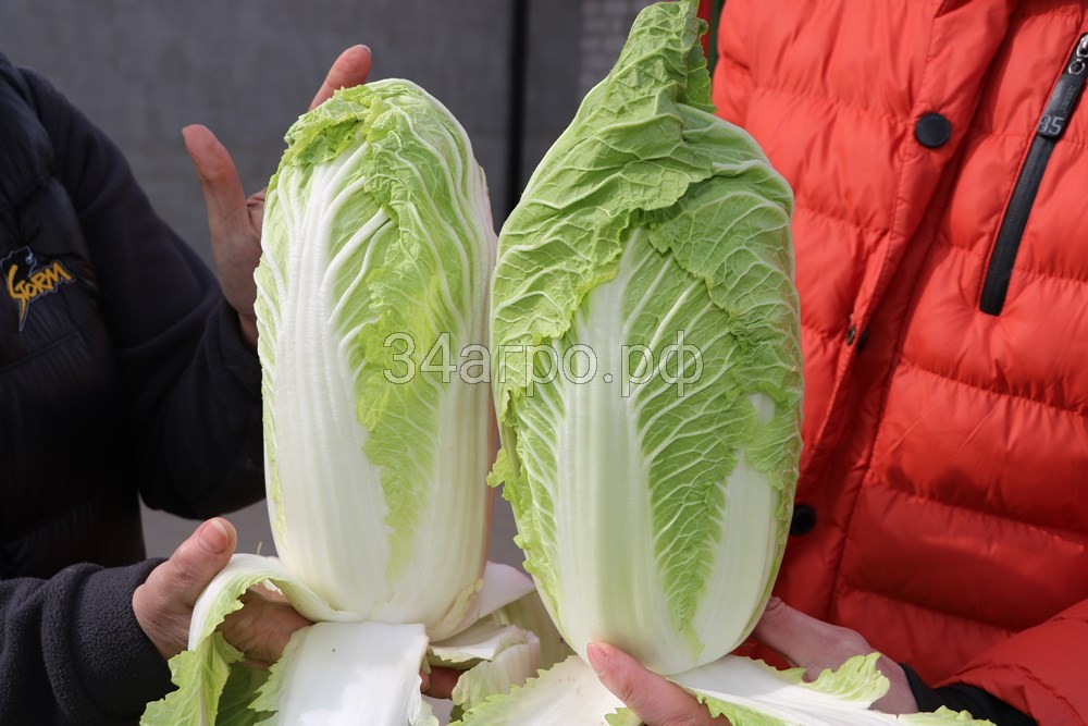 Капуста пекинская Кисеки F1 100 семян