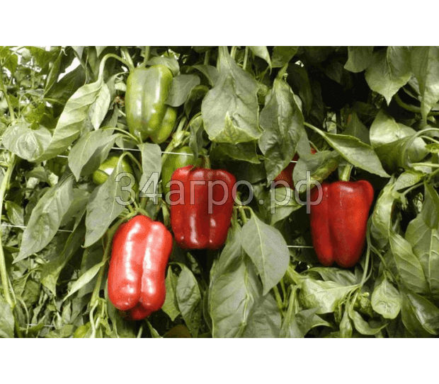 Перец сладкий Омброне F1 50 семян