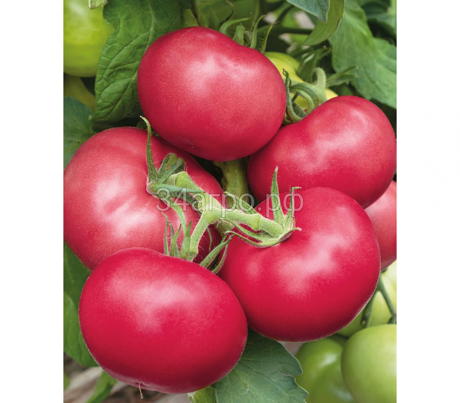 Томат Пинк Гарант F1 50 семян