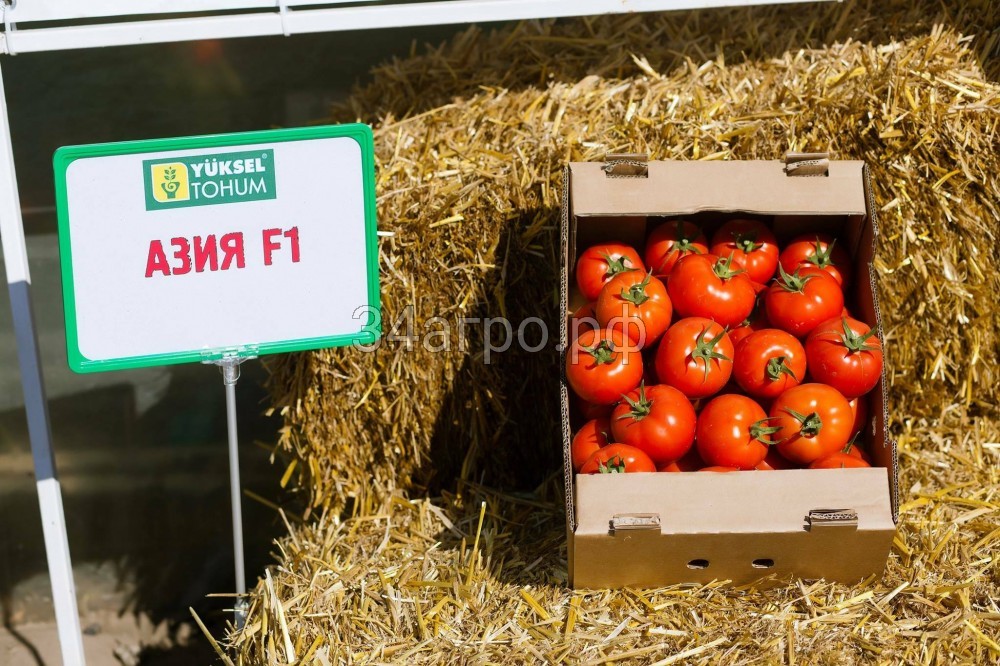 Томат Азия F1 25 семян