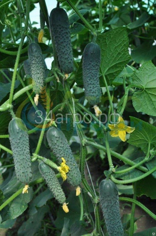 Огурец Примэро F1 100 семян