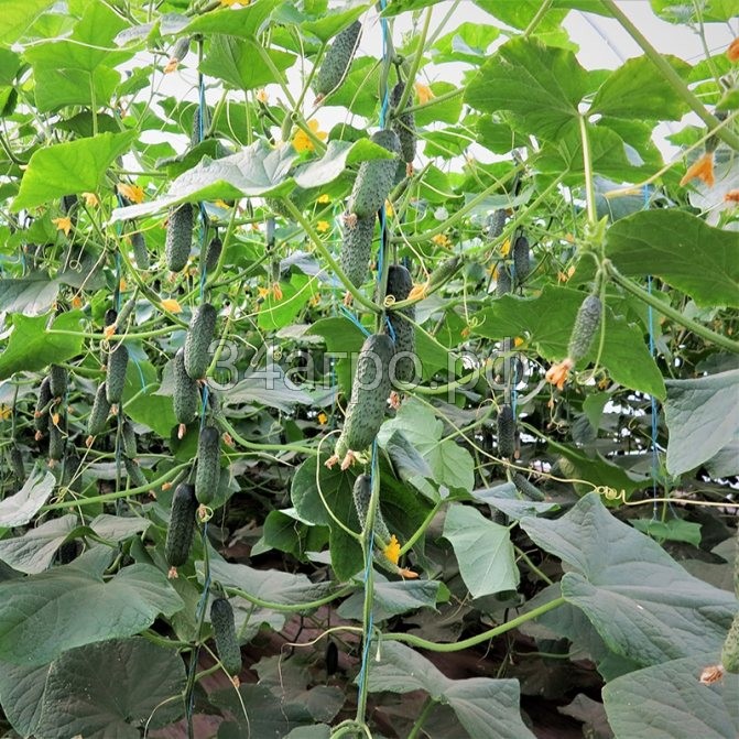 Огурец Директор F1 100 семян