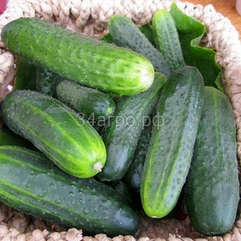 Огурец Гектор F1 50 семян