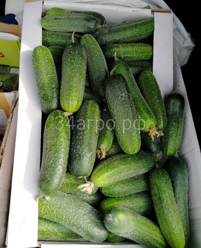 Огурец Клодин F1 100 семян